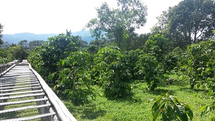Coffee Farm