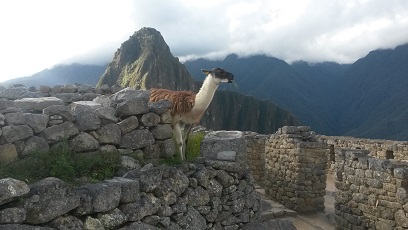 Machu Picchu Llama